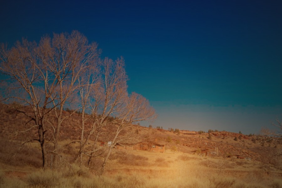The grove at dusk